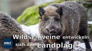 So kann man sich vor einem WildschweinAngriff schützen [upl. by Assed770]