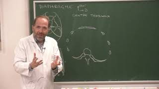 Thorax 2  Anatomie du diaphragme thoracoabdominal Anatomy and function of the diaphragm [upl. by Trebmal]