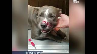 KOCO Digital Originals Shattuck Dog Bitten by Rattlesnake in Effort to Save 4yearold Girl [upl. by Lazare]