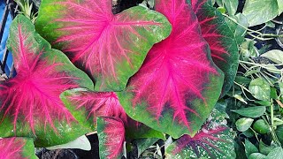 Complete Caladium care guide for summerMy caladiums amp how I get big beautiful leaves tropical 🪴 [upl. by Delle]