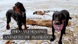 Pheasant Hunting An end to the 2023 Season [upl. by Myra]