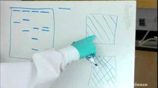 Electrophoresis How to Read Results [upl. by Marika428]