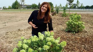 3 New Hydrangeas for 2021 Update amp Planting 😍💚  Garden Answer [upl. by Albion]