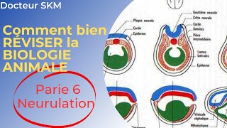 👩‍💻Lyoum dernière vidéo de révision Stade de la NEURULATION et ORGANOGENÈSE bonne lecture👩‍💻 [upl. by Nuawtna207]