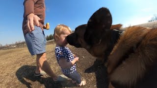 Belgian Malinois Approached By Toddler At Dog Park [upl. by Robers]