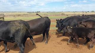 Dunoon 16 Heifers [upl. by Mcnamee13]