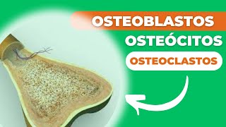 OSTEOBLASTOS OSTEOCLASTOS E OSTEÓCITOS AS CÉLULASCHAVE DA MATRIZ ÓSSEA [upl. by Ramyar802]