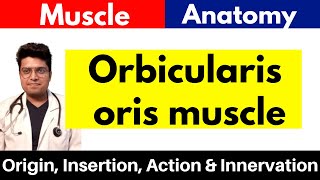 Orbicularis oris Muscle  Origin Insertion Action amp Innervation  in Hindi [upl. by Brigham]