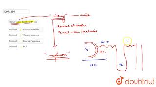 Renal tubule begins with the [upl. by Eytak]