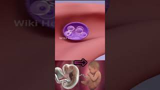 Fetal Development 3D Animation  Pregnancy Week by Weekshortvideo wikihealth shorts short [upl. by Irahs]