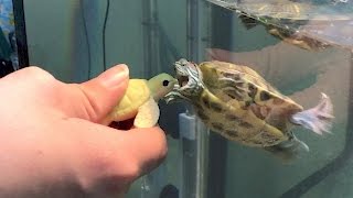 Baby Turtle Playdate RedEared Slider chases a Toy Turtle [upl. by Fowkes148]