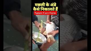 Fishing videos  Fishing Challenge  aquaculture  Fish tank  Fish Farming Nature Care FarmShorts [upl. by Finn915]