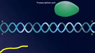 Biology for CBSE Class 12 Transcription Unit [upl. by Anikal216]