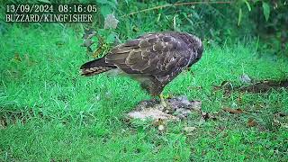 Buzzard Feeding [upl. by Roderick]