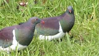 Wood Pigeon  Kererū NZ [upl. by Ailyn140]