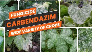 Carbendazim Fungicide BroadSpectrum Fungal Disease Control  Uses Mode of Action amp Dosage [upl. by Happ]