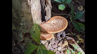 How To Harvest amp Cook The Pheasant Back Mushroom Polyporus squamosus [upl. by Hajin355]