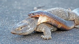 Cobra Snake Tries to Hunt Monitor Lizard [upl. by Ellenahs]