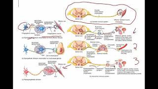 Sympathetic and Parasympathetic neurons [upl. by Ttelracs]