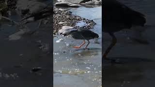 Green backed heron [upl. by Secilu]