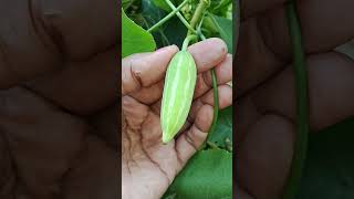 GARDEN FRESH GHERKINS shorts youtubeshorts vegetable plants vegetables nature garden [upl. by Jegger402]