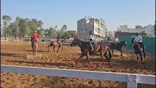 Horse Heaven Equestrian Sports Academy Jaipur Admission Open [upl. by Steffin]