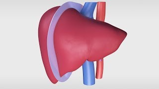 Living Donor Right Hepatectomy Procedure [upl. by Leyameg]