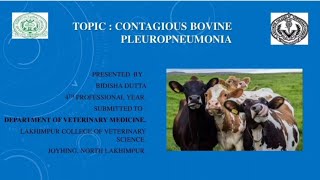 Contagious Bovine Pleuropneumonia [upl. by Irak]