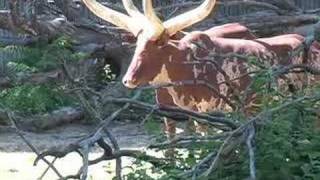 New at Denver Zoo AnkoleWatusi cattle [upl. by Enyluqcaj849]