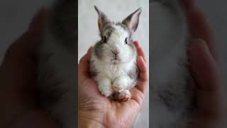 Mini bunny cute animalsbabyrabbit [upl. by Ahseem]