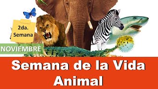 ⭐ 2da Semana de Noviembre Semana de la Vida Animal 📘aulamedia [upl. by Luahs]