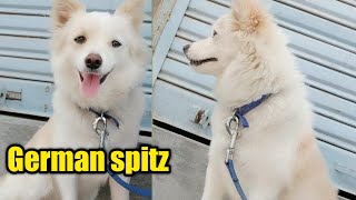 cute German spitz Dog available for sale [upl. by Moorish]