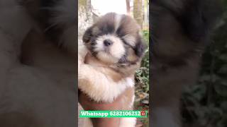 lhasa APSO puppies available  Lhasa apso sale  Lhasa apso puppies sale kerala [upl. by Eiznekcm]