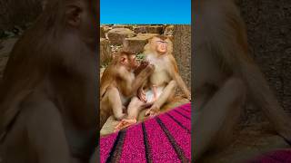 Whats going on animalvideos worldsnature viralvideo beautifulnatureworld wildanimal [upl. by Adorl789]