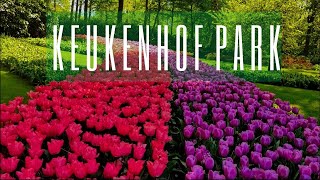 Netherland Keukenhof Park  Holland Flower Park [upl. by Ofelia]