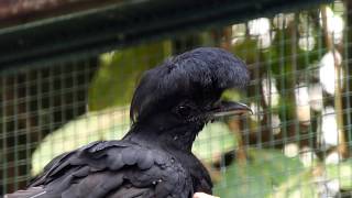 Longwattled Umbrellabird [upl. by Naeerb]