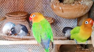 Lovebirds quotFrench Kissingquot Lovebirds Mutation Breeding Setup A Guide video shorts like [upl. by Ready]