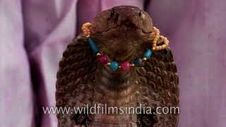 Snake festival at Kodoli in Maharashtra Indians worship snakes [upl. by Coshow]