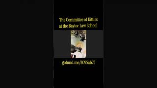 Support the Committee of Kitties at the Baylor Law School cat pets trendingshorts [upl. by Nytsuj908]