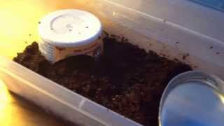 Worm Snake How To care and habitat setup [upl. by Awjan235]