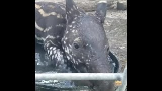 VIDEO Pertama a baby Malayan tapir goes for a swim at Ellen Trout Zoo [upl. by Aittam703]