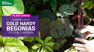 Adding NEW COLD HARDY BEGONIAS to the garden  Tips for success with Begonias [upl. by Enelyahs]