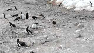 Skua attacks penguin steals chicks and eats them whole graphic [upl. by Mori]