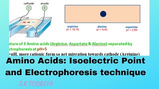 Isoelectric point of Amino Acid and Electrophoresis Technique [upl. by Sculley]