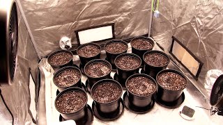 Beginner Grow Series The First Steps Gardening [upl. by Stace103]