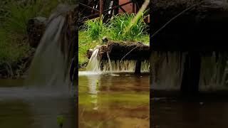 nature sounds for relaxationwater sound and bird sound shortsvideo naturesoundsforrelaxation [upl. by Haimorej98]