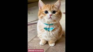 Ive got a gorgeous necklace lets be friends cute cat catlover pets pet necklace [upl. by Anev]