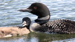 Unraveling Mysteries of the Common Loon [upl. by Regor]