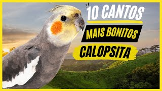 TOP 10 Cantos De quotCalopsitaquot MAIS BONITOS e MELHORES  Cockatiel Singing [upl. by Denman]