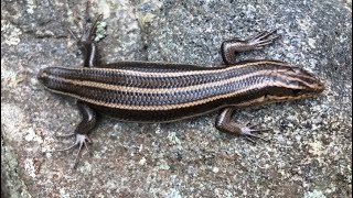 A fivelined skink who had lost its tail [upl. by Stoops528]